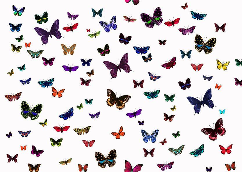 Velours Butterfly n°3 Zéphyr and Co