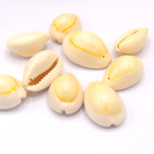 Gros Cauris coquillage beige percés ~ 21~23 mm