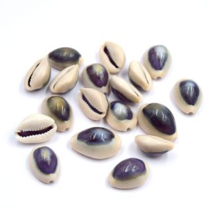 Coquillages Naturels Cauris Violets non percées X10